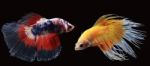 Colorful Betta(siam Fighting Fish) Isolated On Black Background Stock Photo