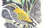 Speckled Piculet  Bird Drawing Stock Photo