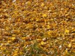 Texture Of The Autumn Foliage Of Trees  Stock Photo