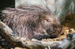 Sleeping Porcupine Stock Photo