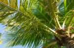 Coconut Tree Stock Photo