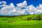 Rice Fields In Bali Island, Indonesia Stock Photo