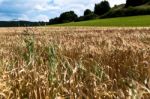 Cornfield Stock Photo