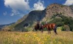 Feral Horses Stock Photo