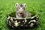 Baby White Tiger Laying In A Mattress Stock Photo