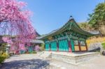 Gyeongbokgung Palace With Cherry Blossom In Spring,korea Stock Photo