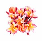 Plumeria Flower On White Background Stock Photo