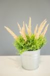 Simply Plant Bucket Decorated On The Table Stock Photo