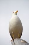 Yellow-legged Seagull Stock Photo