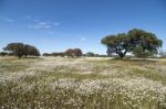 Spring Landscape In Alentejo Stock Photo