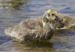 Beautiful Background With A Chick Of The Canada Geese Stock Photo