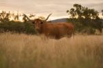 Longhorn Cow In The Paddock Stock Photo