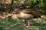 Egyptian Goose Stock Photo