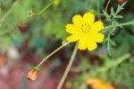 Colorful Cosmos Flower Blooming In The Field Stock Photo