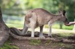 Kangaroo Outside Stock Photo