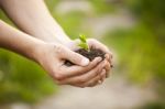 Hands Holding Seedleng Stock Photo