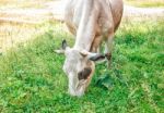 Cow Grazing On The Lawn Stock Photo