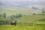 Green Meadows In A Hills With A Cow Stock Photo