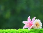 Pink Lilly Flowers And White Gerber On Green Filed Stock Photo