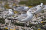 Young Seagulls Near The Cliffs Stock Photo