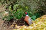 Pheasant Enjoying The Sunshine Stock Photo