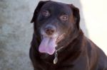 Chocolate Labrador Smiling Stock Photo