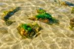 Stones Overgrown With Mud Under The Water Stock Photo