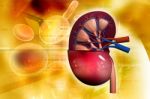 Human Kidney Stock Photo