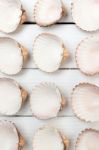 Several Clam Shells Isolated Stock Photo