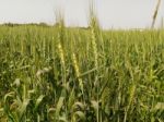 Agriculture Stock Photo