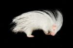 Albino Porcupine Isolated Stock Photo