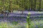 Sussex Bluebells Stock Photo