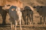 Baby Cows In The Countryside Stock Photo