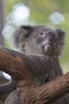 Curious Koala On The Tree Stock Photo