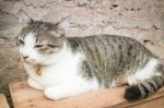 Cat Laying Down Leisure On Wooden Chair Stock Photo