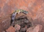 Lizard On Rock Stock Photo