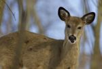 Picture With A Cute Young Wild Deer Stock Photo