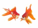 Gold Fish  Stock Photo