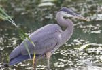 Photo Of A Great Blue Heron Standing In The Mud Stock Photo