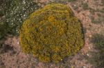 Yellow Ulex Densus Shrub Stock Photo