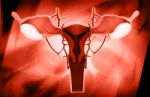 Female Reproductive System Stock Photo