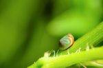 Blue Ladybug With Orange Stripe Stock Photo