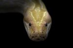 Albino Phyton Head In The Dark Stock Photo