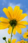 Close Up Mexican Sunflower Weed, Flowers Are Bright Yellow Stock Photo