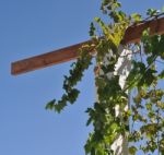 Grape Leaves Stock Photo