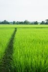 Rural Rice Field Green Grass Stock Photo