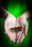 Dead Butterfly In Lady Hand, Green Earth Concept Stock Photo