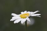 Daisy Stock Photo