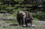 Grizzly Stand Near Her Baby In The Forest At Yellowstone National Park Stock Photo