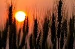 Silhouette Of Barley Stock Photo